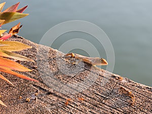 Residents of chameleon camouflage to survive in nature