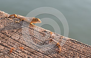 Residents of chameleon camouflage to survive in nature