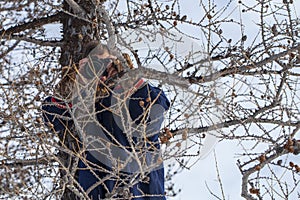 Residents of the far north,  the pasture of Nenets people, the dwelling of the peoples of the north of Yamal