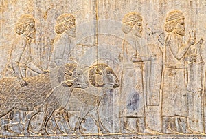 Residents of historical empire with animals in Persepolis