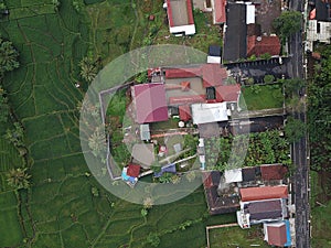 Residents` houses surrounded by rice fields