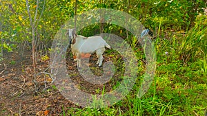 Residents raise male goats to sell on religious holidays