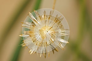 Residual fruit of tridax daisy