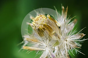 Residual fruit of Tridax procumbens L. after achene dispersal on