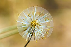 Residual fruit of Tridax procumbens L. after achene dispersal photo