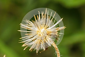 Residual fruit of widespread weed