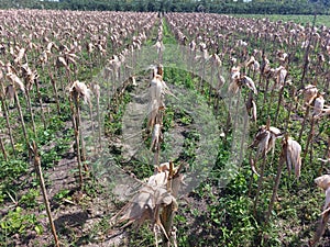 residue from corn husks that have been harvested