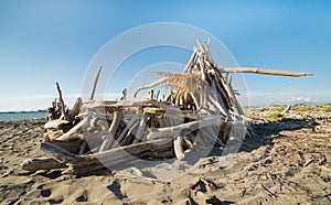 Residues of wooden  WWF Variconi oasis