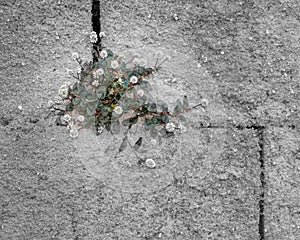 Resilience on the cement wall