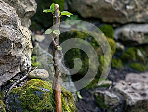 Resilient Growth in a Rugged Landscape