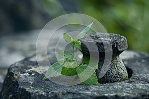 Resilient plant growth in a rocky environment