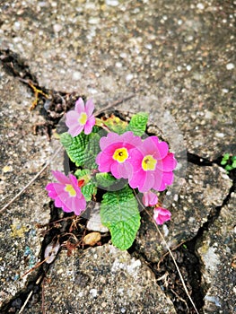 Resilient primula growing through concrete