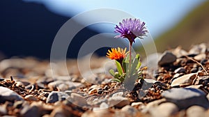 Resilient purple and orange flowers growing in a rocky mountainous terrain