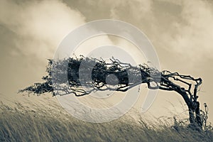 A resilient tree bends in the wind photo