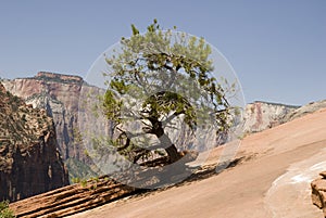 Resilient Tree in the Desert photo