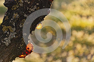 Resin dripping from an almond tree