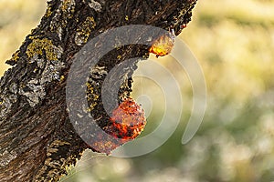 Resin dripping from an almond tree