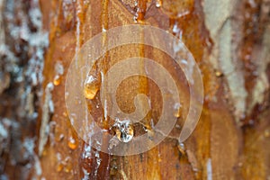 Resin drop on pine tree trunk