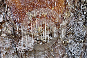 Resin drops on the cut of a black pine branch