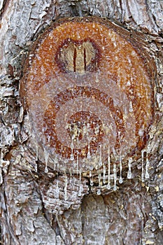 Resin drops on the cut of a black pine branch