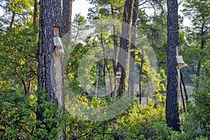 Resin extraction of pine tree