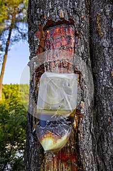 Resin extraction of pine tree