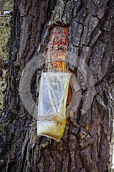 Resin extraction of pine tree