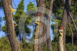 Resin extraction of pine tree