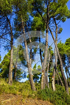 Resin extraction of pine tree