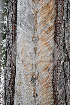 after resin extraction of pine tree