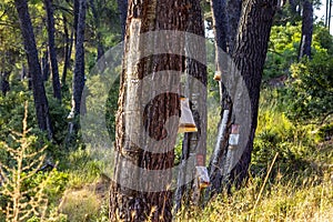 Resin extraction of pine tree