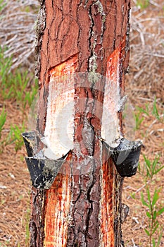 Resin extraction of pine tree in Portugal