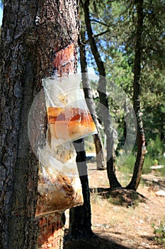 Resin extraction in Portuguese forest photo