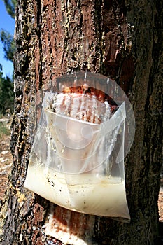 Resin extraction of Portuguese pine tree photo