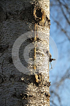 Resin extruding from a wound in a tree trunk