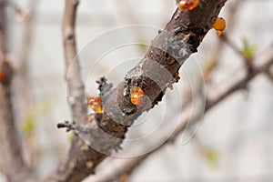 Resin flows from the branches of stone fruit. Gum detection in apricot.