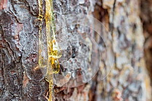 resin flows down the bark of a pine tree