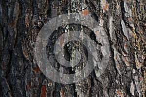 Resin flows down the trunk of a pine tree