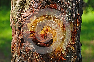 Resin flows down the trunk of the tree. Used in medicine and cosmetology