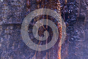 Resin flows out of the tree.