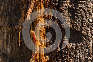 Resin flows out of the tree.