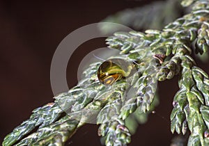 Resin upon a leaf of pine tree