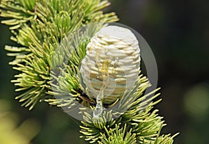 Resin of pine cone