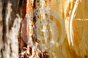 Resin on a pine tree on a damaged section of the trunk