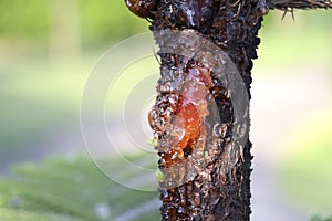 The resin of pine trees flows from the wound on the side of the trunk.