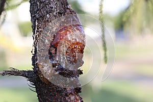 The resin of pine trees flows from the wound on the side of the trunk.
