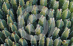 Resin spurge Euphorbia resinifera, cactus background photo