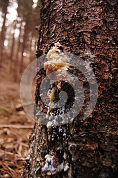 Resin on tree