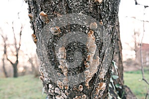 Resin on the tree trunk, brown and white colored solidified resin
