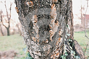 Resin on the tree trunk, brown and white colored solidified resin